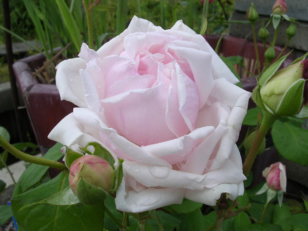 バラ苗 木立 四季 ホワイト ラ フランス 細くスラッとした枝に株まとまり良く咲きます 強剪定k6 01 バラ 売買されたオークション情報 Yahooの商品情報をアーカイブ公開 オークファン Aucfan Com