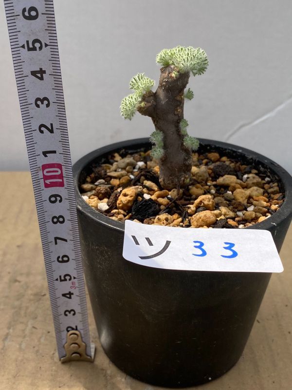 ツ33 【現地株・塊根植物】モンソニア ムルチフィダ【ムルチフィズム