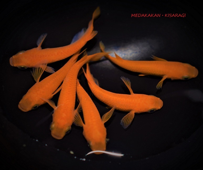 メダカ舘 如月 超極上紅帝メダカ 濃赤 スーパーレッド ショート体形 繁殖サイズ3ペア おまけ1匹の計7匹 種親候補 現物出品 Pf めだか 売買されたオークション情報 Yahooの商品情報をアーカイブ公開 オークファン Aucfan Com