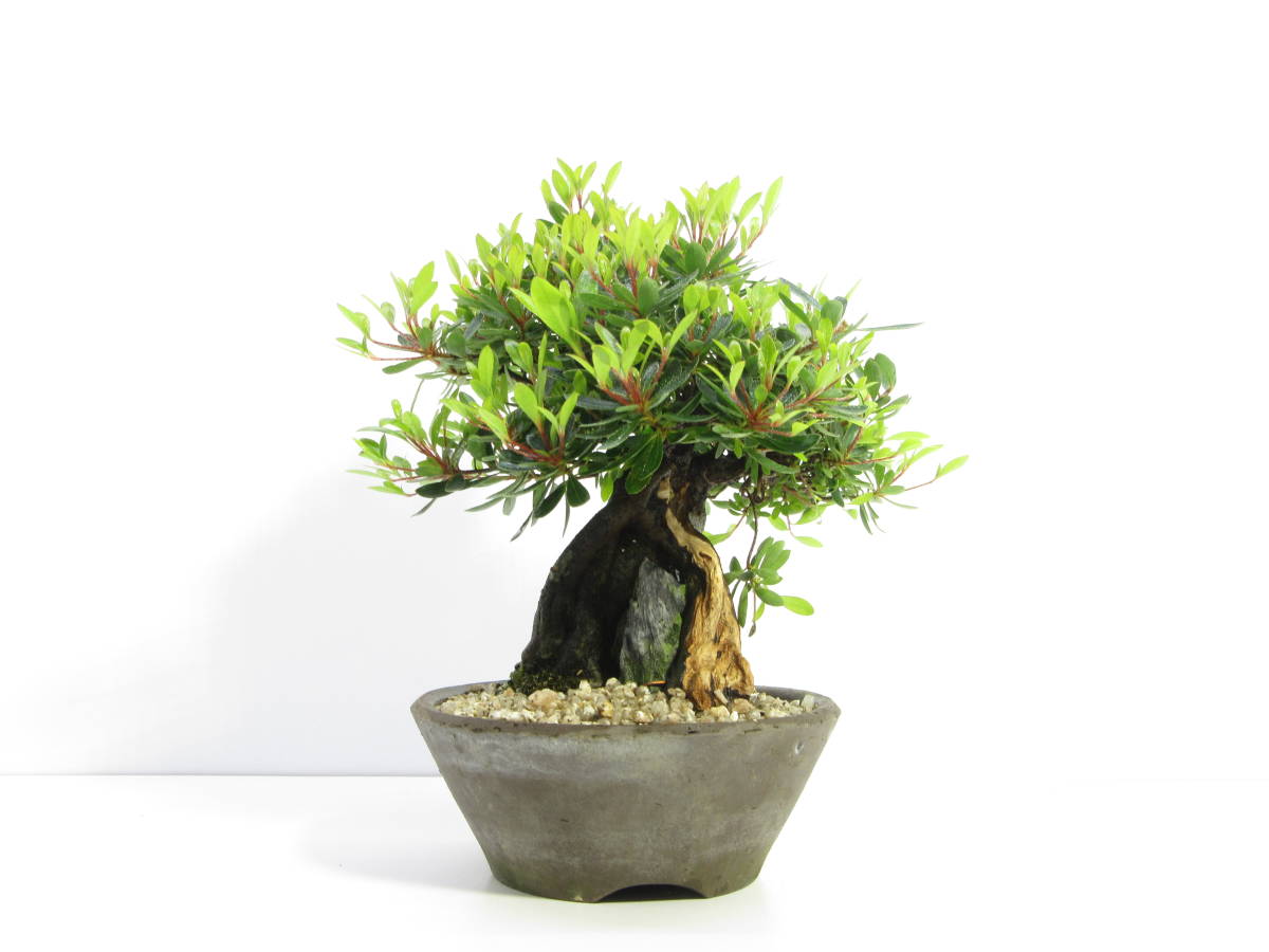 Bonsai さつきミニ盆栽 小品盆栽 樹高12cm 日光 皐月 ミニ盆栽