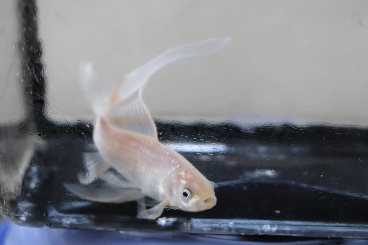 山水飼育 鉄魚の舞 訳あり 元気いっぱい オスシリーズ 羽衣系鉄魚 白柄 16 金魚 売買されたオークション情報 Yahooの商品情報をアーカイブ公開 オークファン Aucfan Com