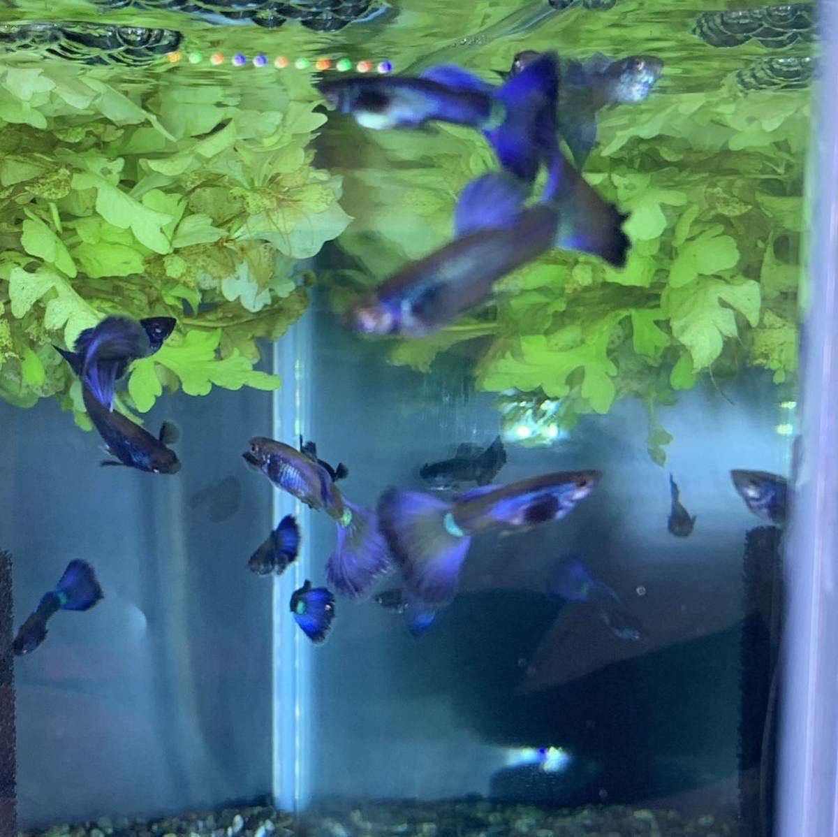 【Guppy yakata】モスコパープルグッピー 2ペア_1