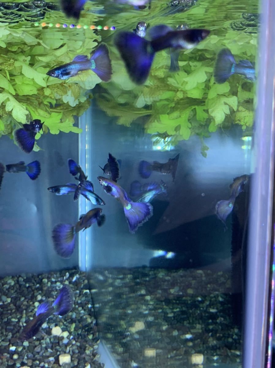 【Guppy yakata】モスコパープルグッピー 2ペア_2