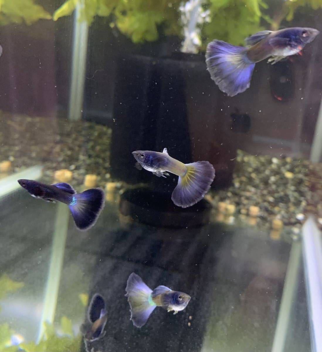 【Guppy yakata】モスコパープルグッピー 2ペア_3