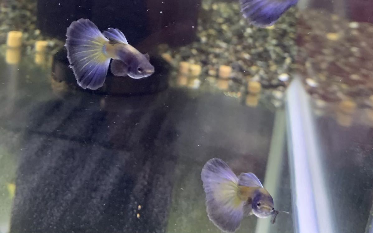 【Guppy yakata】モスコパープルグッピー 2ペア_4