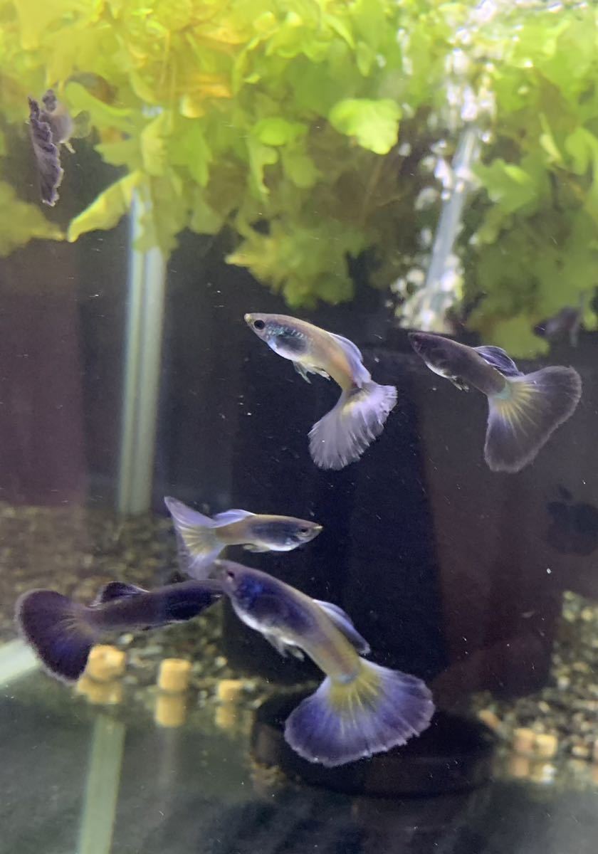 【Guppy yakata】モスコパープルグッピー 2ペア_5