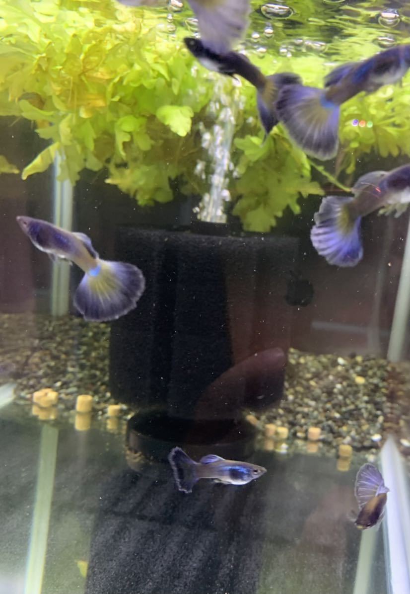【Guppy yakata】モスコパープルグッピー 2ペア_6