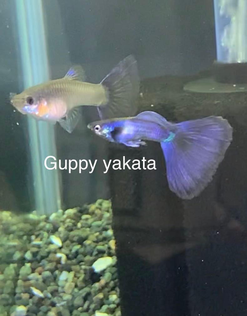 【Guppy yakata】モスコパープルグッピー 2ペア_7