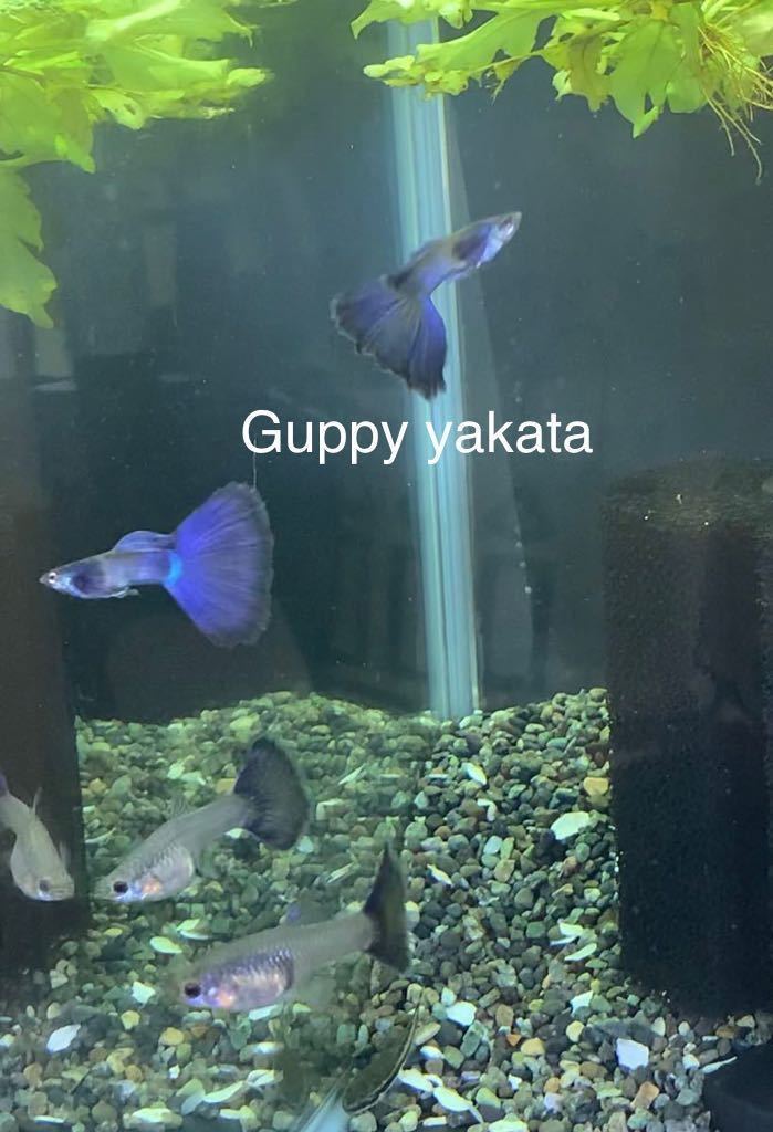 【Guppy yakata】モスコパープルグッピー 2ペア_8