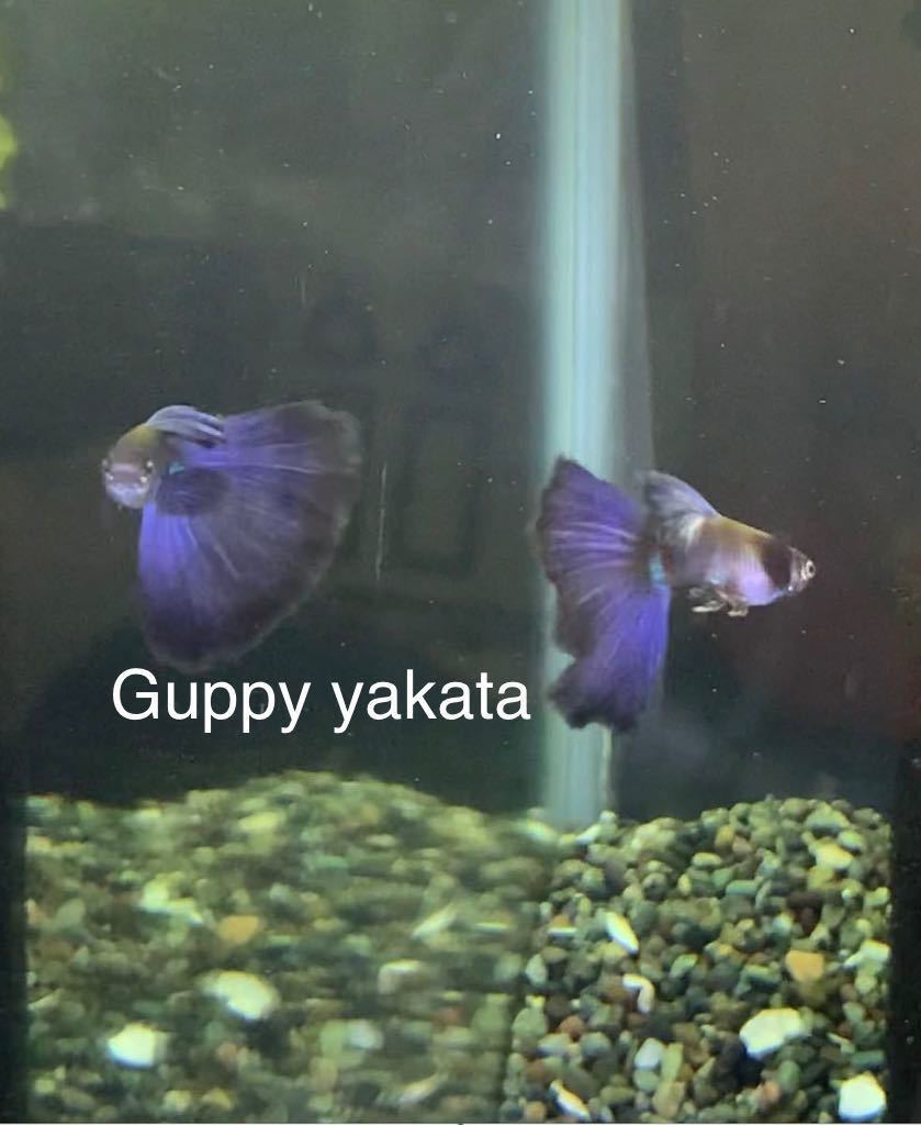 【Guppy yakata】モスコパープルグッピー 2ペア_9