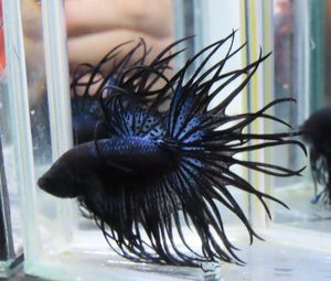 クラウンテ ルの平均価格は3 842円 ヤフオク 等のクラウンテ ルのオークション売買情報は131件が掲載されています