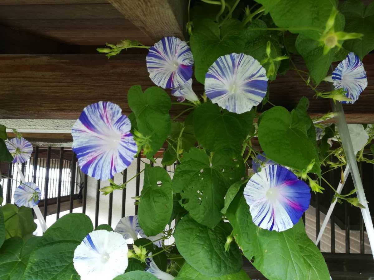 計80粒 レアな朝顔 常陸の花火 絞り柄 年自家採取種 30粒 一般的な朝顔種50粒 アサガオ 売買されたオークション情報 Yahooの商品情報をアーカイブ公開 オークファン Aucfan Com