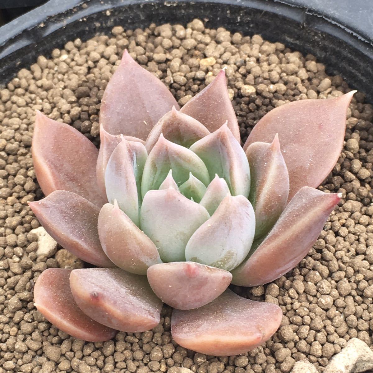 シムランスラグナサンチェス X 黒助 エケベリア 多肉植物 抜き苗 サボテン 売買されたオークション情報 Yahooの商品情報をアーカイブ公開 オークファン Aucfan Com