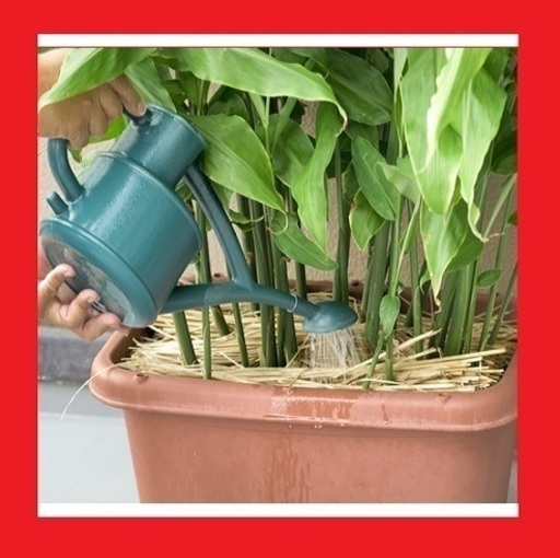 送料73円 茗荷の茎 みょうが栽培用 地下茎お試し１本より ミョウガ 家庭菜園 日陰栽培 プランター植え ベランダ菜園可能 苗 売買されたオークション情報 Yahooの商品情報をアーカイブ公開 オークファン Aucfan Com