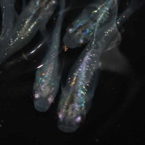 魔王改メダカの卵10 A めだか 売買されたオークション情報 Yahooの商品情報をアーカイブ公開 オークファン Aucfan Com