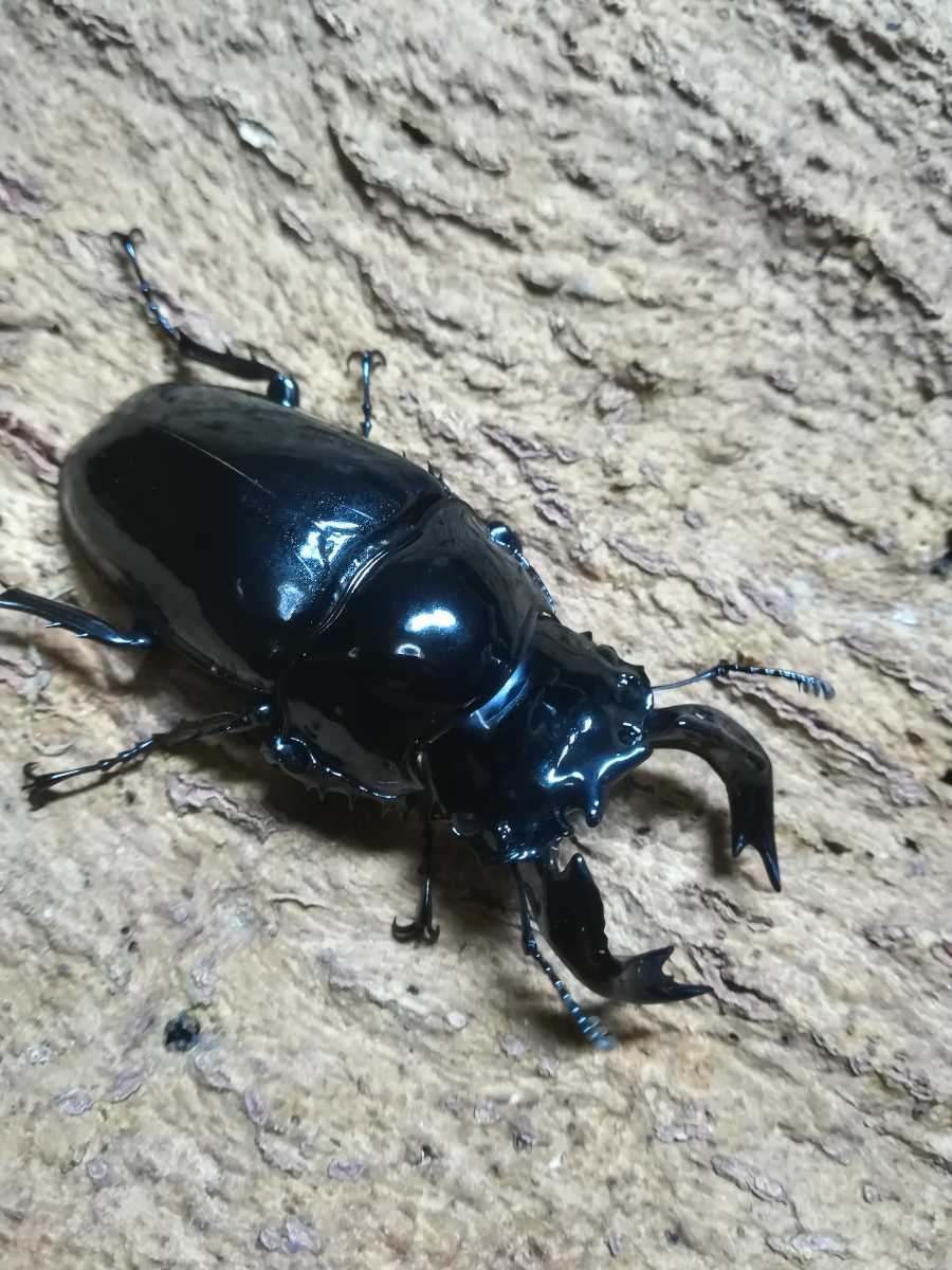 タランドゥスオオツヤクワガタ | 新成虫 オス ペア タランドゥスオオ