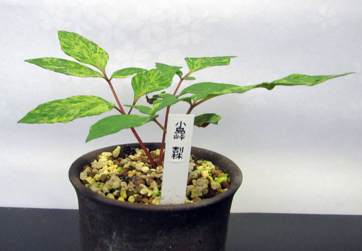 山野草斑入りヤマシャクヤク小島峠原種割り株 山野草 斑入りヤマシャクヤク 小島峠割り株 【公式通販】