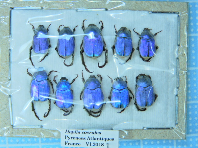 6mm】南アフリカのアシナガコガネ 標本 プラチナコガネ ウグイスコガネ