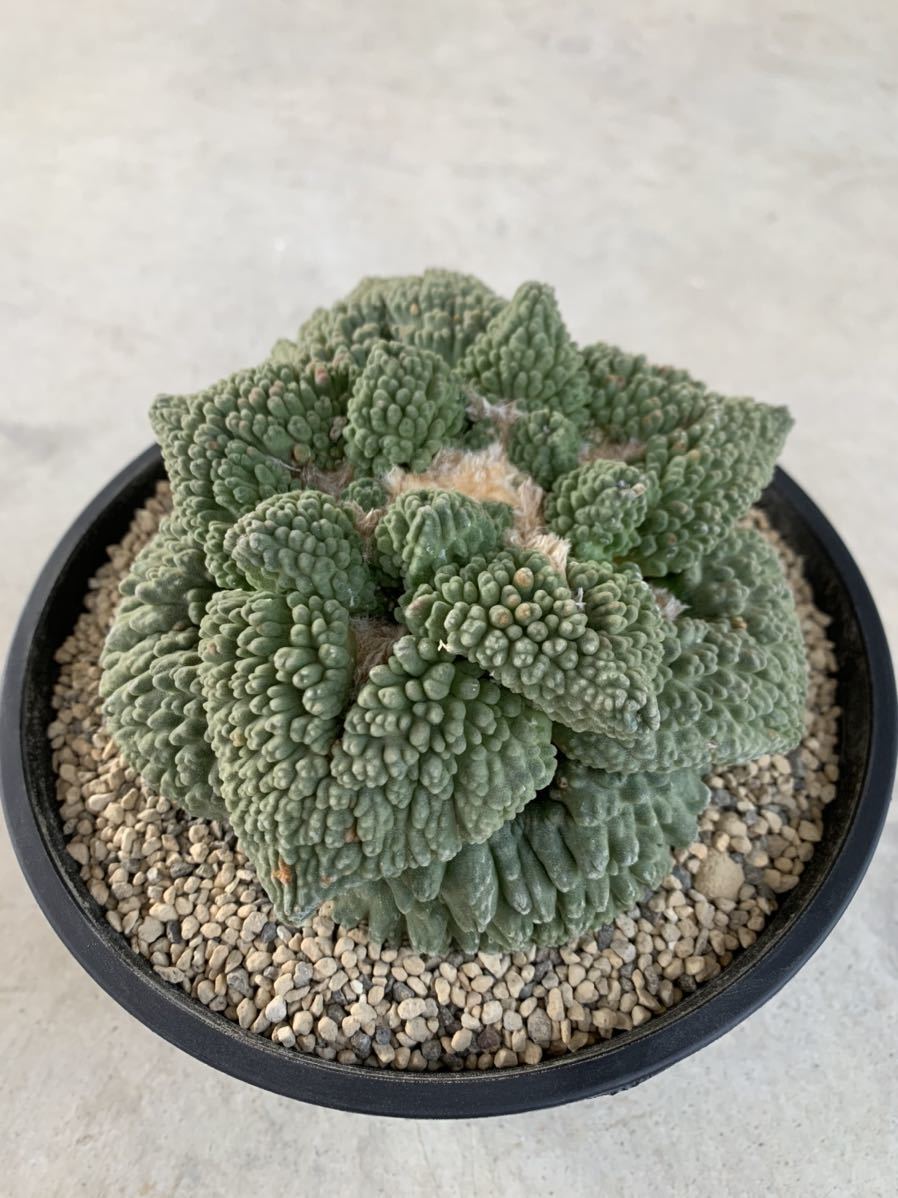 玉牡丹 竜神木 キメラ サボテン 多肉植物 アリオカルプス 珍品 危なく