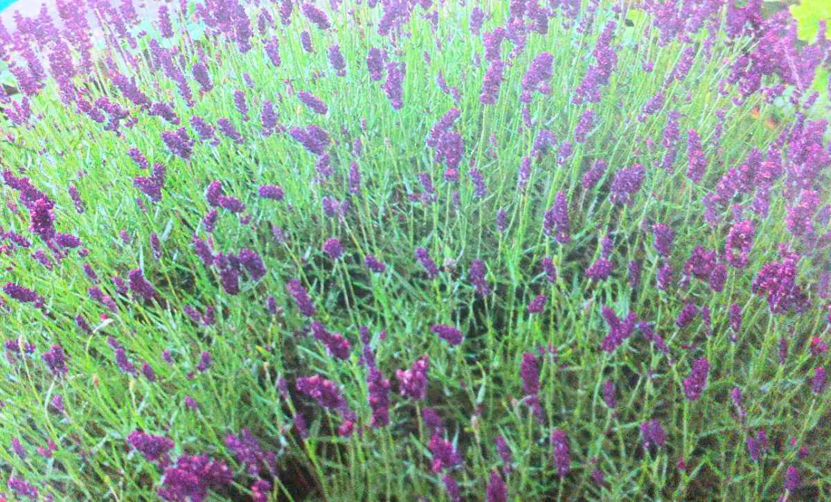 ラベンダーレディーの種子 トンプソン モーガン イングリッシュガーデン ハーブ ガーデニング 家庭菜園に お菓子作りに ハーブ 売買されたオークション情報 Yahooの商品情報をアーカイブ公開 オークファン Aucfan Com