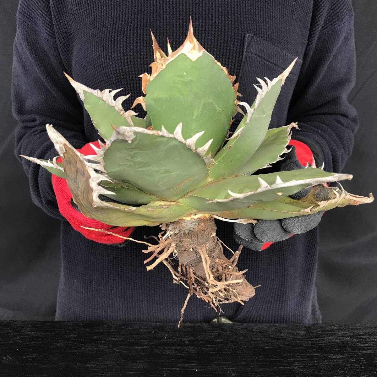 アガベ 多肉植物 オバティフォリア オルカ中斑 鯨魚舌頭中斑 激レア