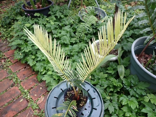 ソテツ revoluta Cycas - Yahoo!オークション revoluta) (Cycas シダ