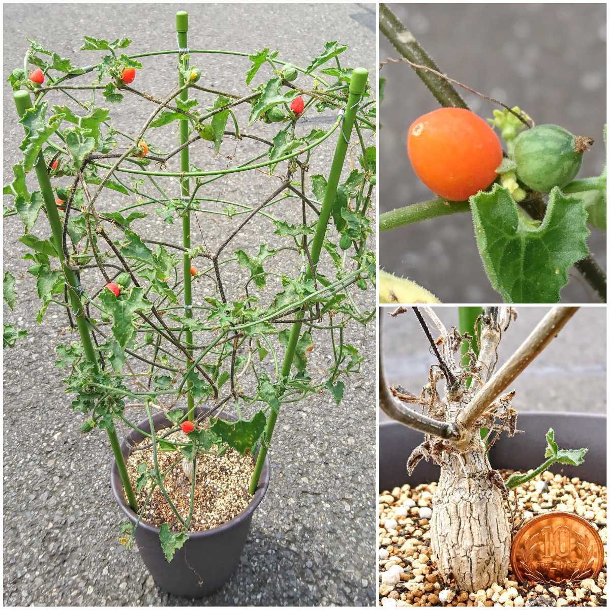 ウリ科 自家採種 種子 6粒 Corallocarpus Triangularis コラロカルプス トリアングラリス 多肉植物 塊根 バイネシー 観葉植物 売買されたオークション情報 Yahooの商品情報をアーカイブ公開 オークファン Aucfan Com