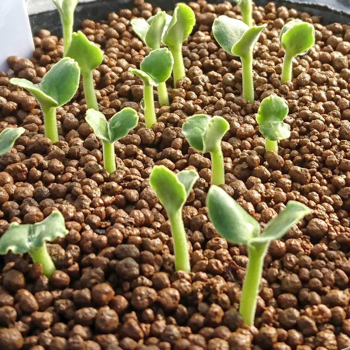 ウリ科 自家採種 種子 6粒 Corallocarpus Triangularis コラロカルプス トリアングラリス 多肉植物 塊根 バイネシー 観葉植物 売買されたオークション情報 Yahooの商品情報をアーカイブ公開 オークファン Aucfan Com