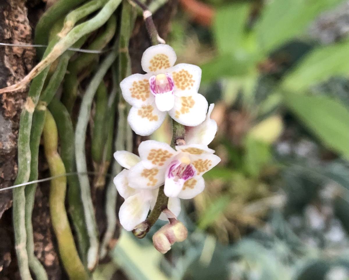 C. Yahoo!オークション - aclandiae albescens の落札相場・落札価格 