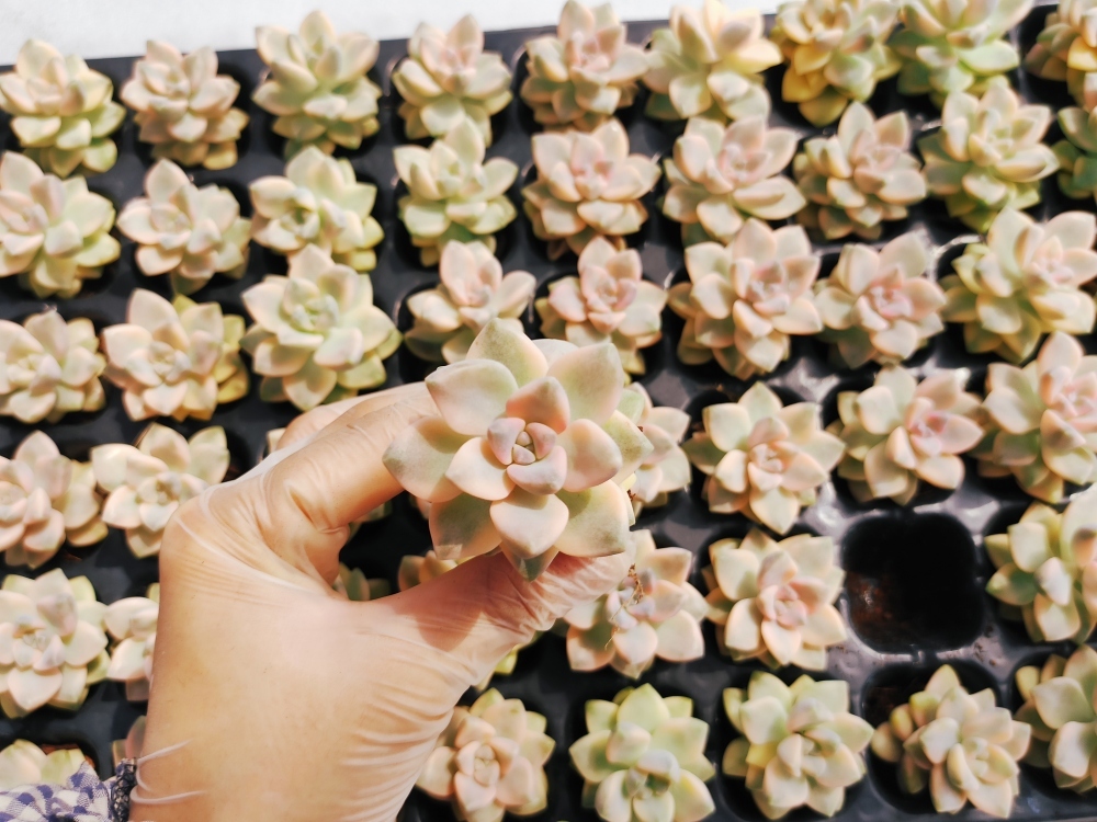 大人気多肉植物 エケベリア X144ティテュバンス錦72個