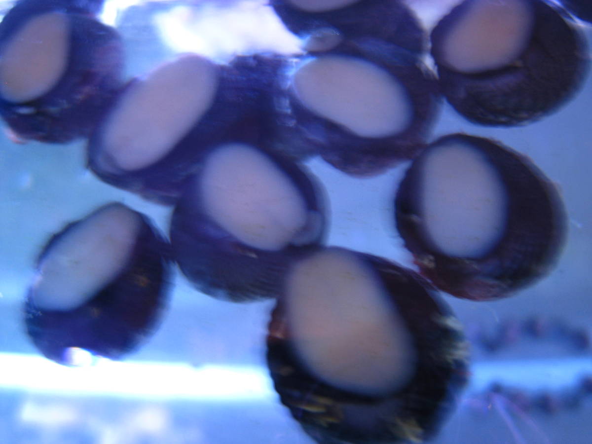 コケ取り貝 海水性 ５０個 海水魚 売買されたオークション情報 Yahooの商品情報をアーカイブ公開 オークファン Aucfan Com