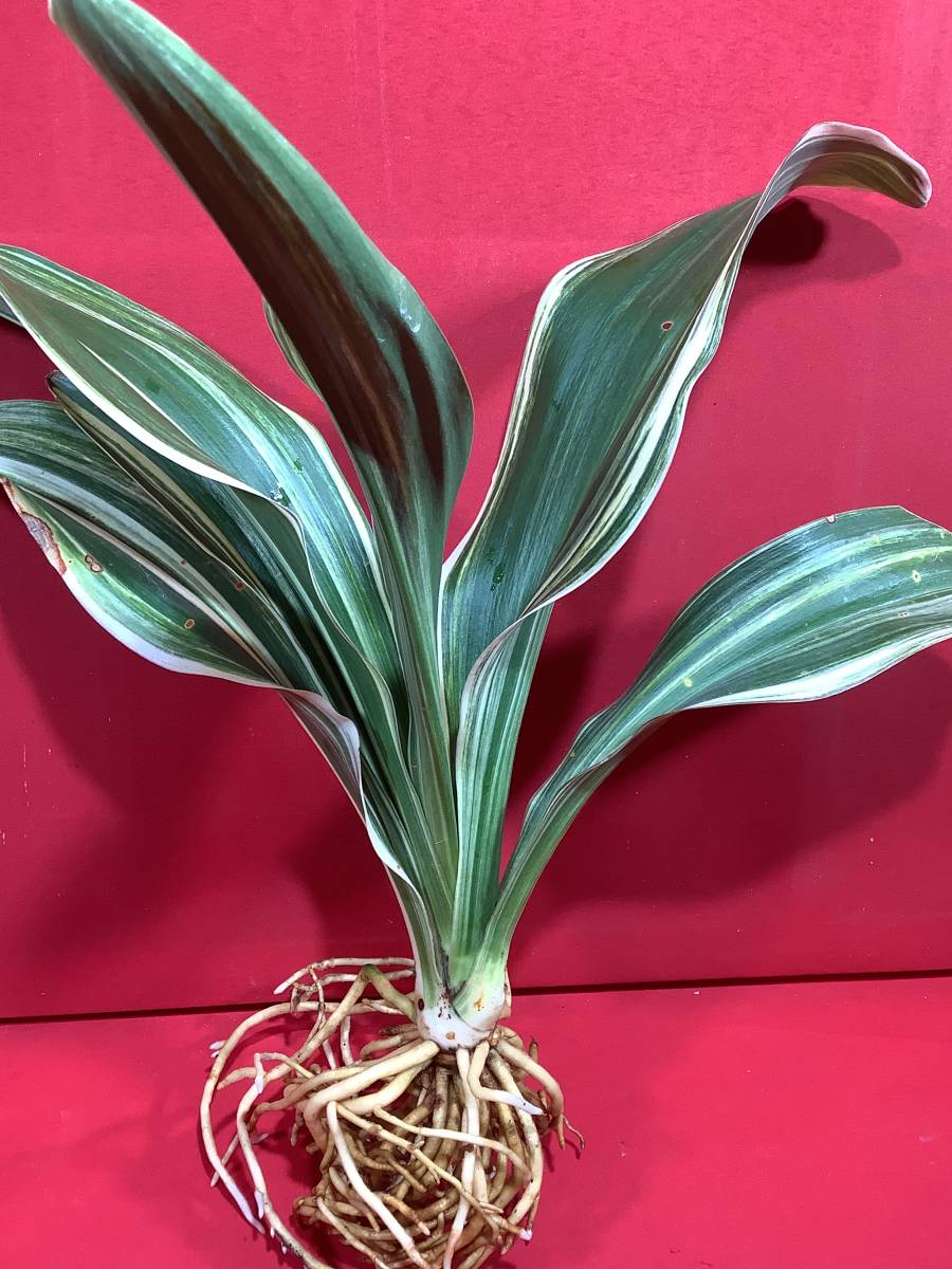 万年青 (根岸の松の実生) おもと 実生 ⑳ 現品お届け】豊明園 万年青