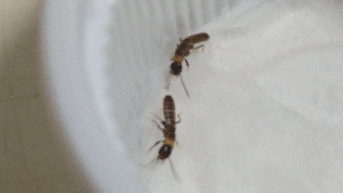 ヤマトシロアリ ｃ 新女王 新王 3ペア 虫類 売買されたオークション情報 Yahooの商品情報をアーカイブ公開 オークファン Aucfan Com