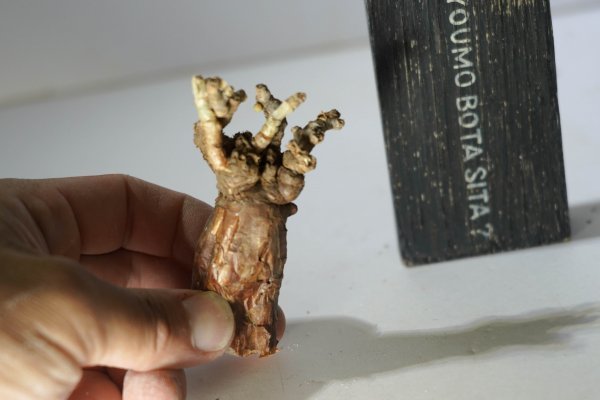 新着　Ceraria pygmaea　ケラリア・ピグマエア　２／１５　根なしのチャレンジ株　コーデックス　塊根植物
