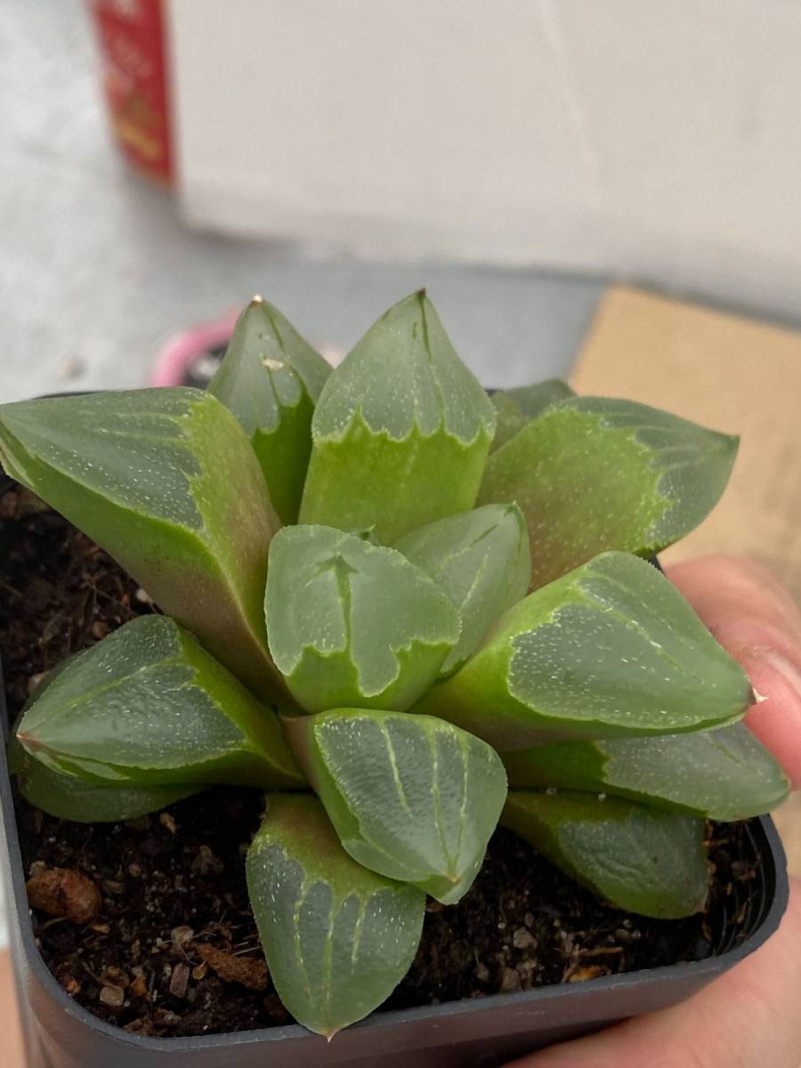コ147 多肉植物 ハオルチア ピグマエア ミュータント 美株 発根 Haworthia 観葉植物 売買されたオークション情報 Yahooの商品情報をアーカイブ公開 オークファン Aucfan Com コ147 多肉植物 ハオルチア ピグマエア ミュータント 美株 発根 Haworthia 観葉植物 売買されたオークション情報 Yahooの商品情報をアーカイブ公開 オークファン Aucfan Com