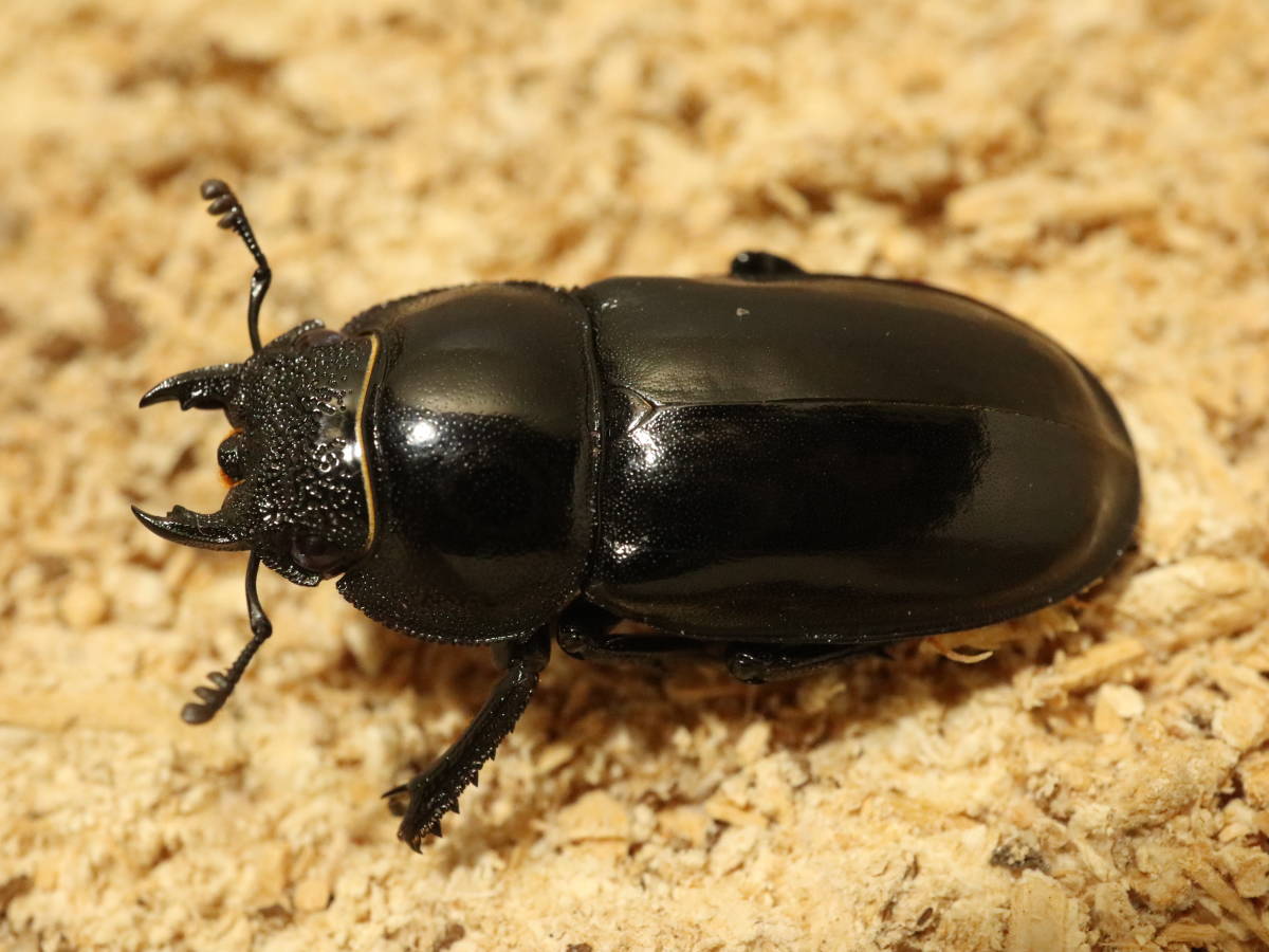 赤眼と黒眼 タイワン シカクワガタ ペア 即ブリ 外国産 売買されたオークション情報 Yahooの商品情報をアーカイブ公開 オークファン Aucfan Com