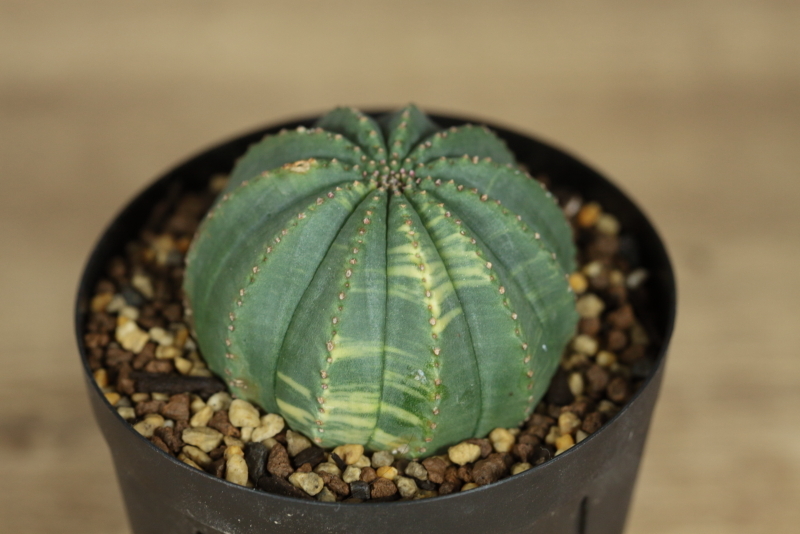 Libaran_Plants】オベサ錦 5cm Euphorbia Obesa ユーフォルビア オベサ
