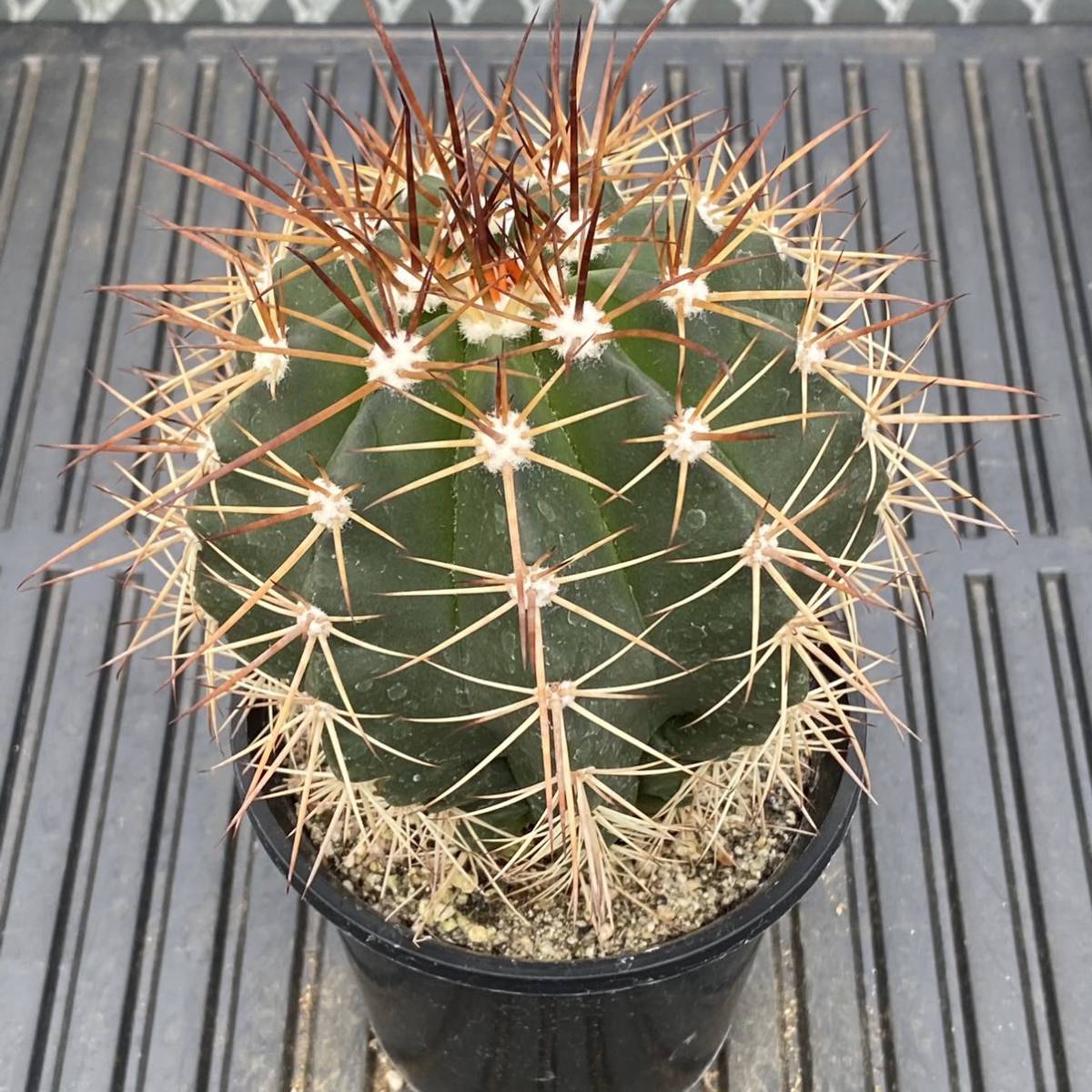 メロカクタス 赤刺雲 サボテン 多肉植物 サボテン 売買されたオークション情報 Yahooの商品情報をアーカイブ公開 オークファン Aucfan Com