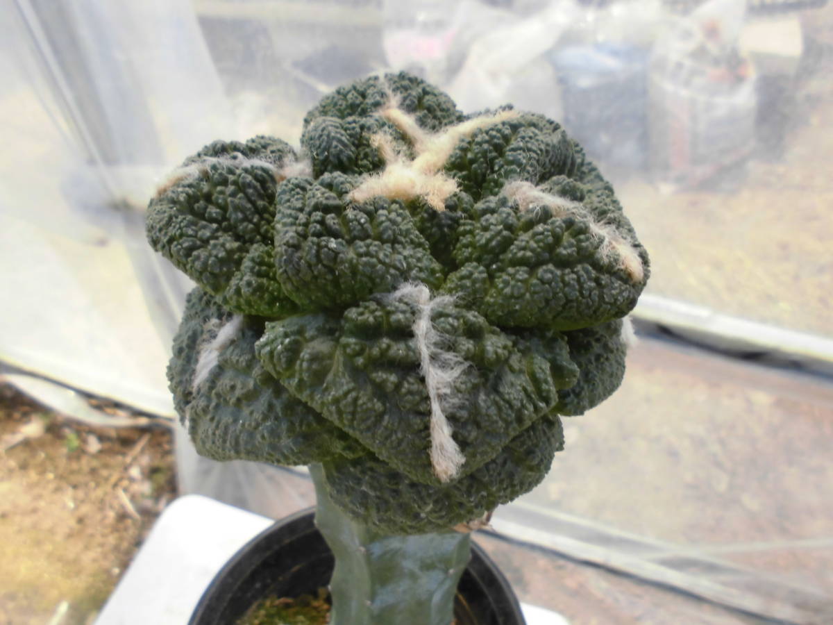 ゴジラ錦、サボテン、実生接木、竜神木 S115345726 - サボテンSAKURA 企画