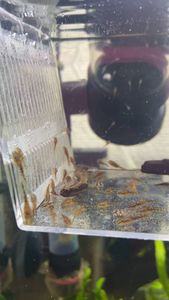 オトシンネグロの平均価格は4 303円 ヤフオク 等のオトシンネグロのオークション売買情報は40件が掲載されています