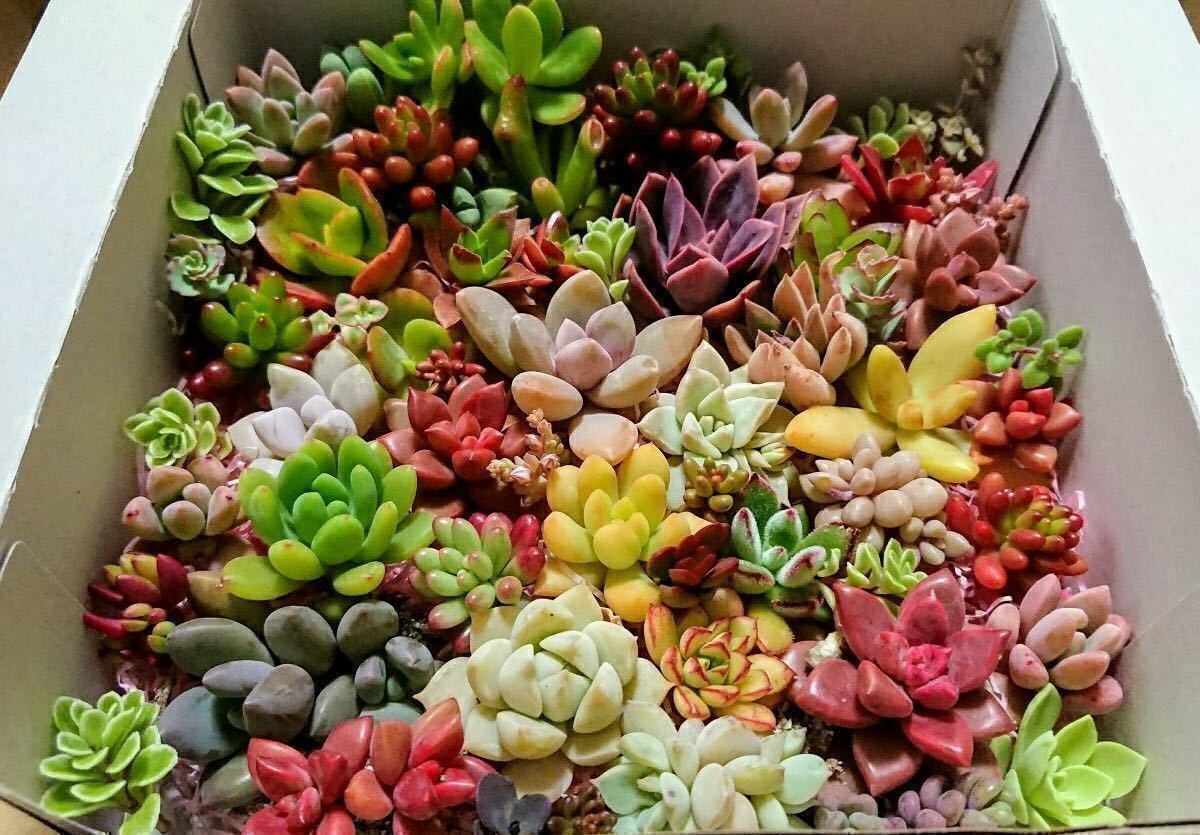 多肉植物カット苗 ☆ 30種類40カット 40カット 30種類 寄せ 多肉植物カット苗 ☆ 30種類40カット 40カット 30種類 寄せ