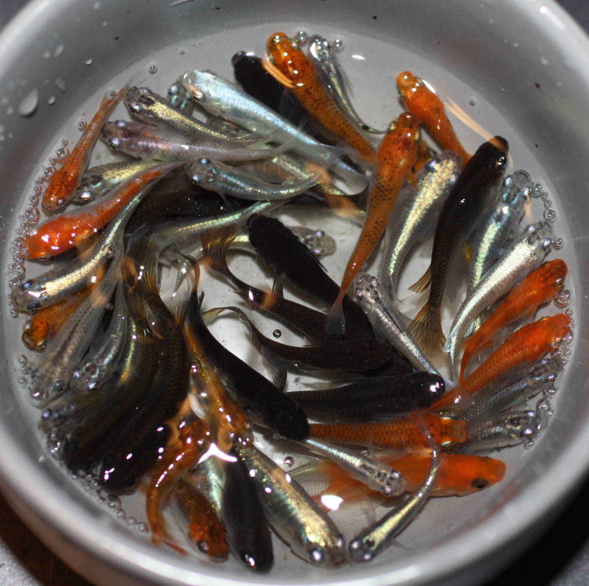 【選抜メダカ】 現物出品! 上物ミックスメダカ!! 40匹+α MLサイズ 若魚!! 大放出!!
