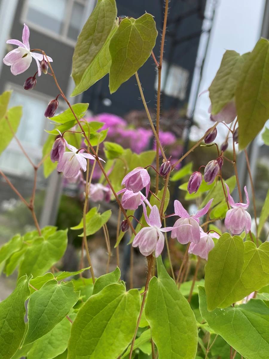 山野草 苗 バイカイカリソウ 大株 ピンク花 苗 売買されたオークション情報 Yahooの商品情報をアーカイブ公開 オークファン Aucfan Com