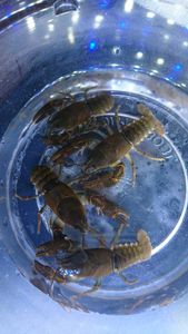 ニホンザリガニの平均価格は31 767円 ヤフオク 等のニホンザリガニのオークション売買情報は92件が掲載されています