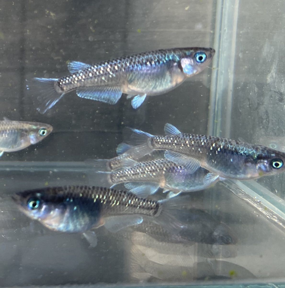 カブキブルータイプ 鱗光 F4メダカ 有精卵２０個 １５個 保証５個 めだか 売買されたオークション情報 Yahooの商品情報をアーカイブ公開 オークファン Aucfan Com