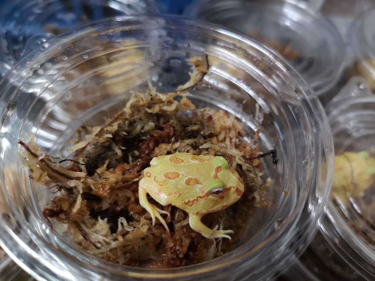 5周年セール クランウェルツノガエル アルビノ 4匹セット D カエル 売買されたオークション情報 Yahooの商品情報をアーカイブ公開 オークファン Aucfan Com