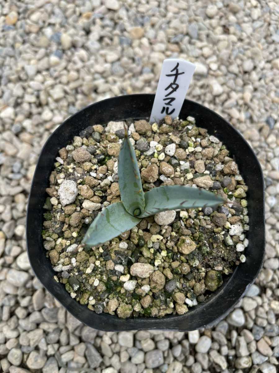 HYBRID】アガベ チタノタ×マルガリータ カキコ アガベ チタノタ