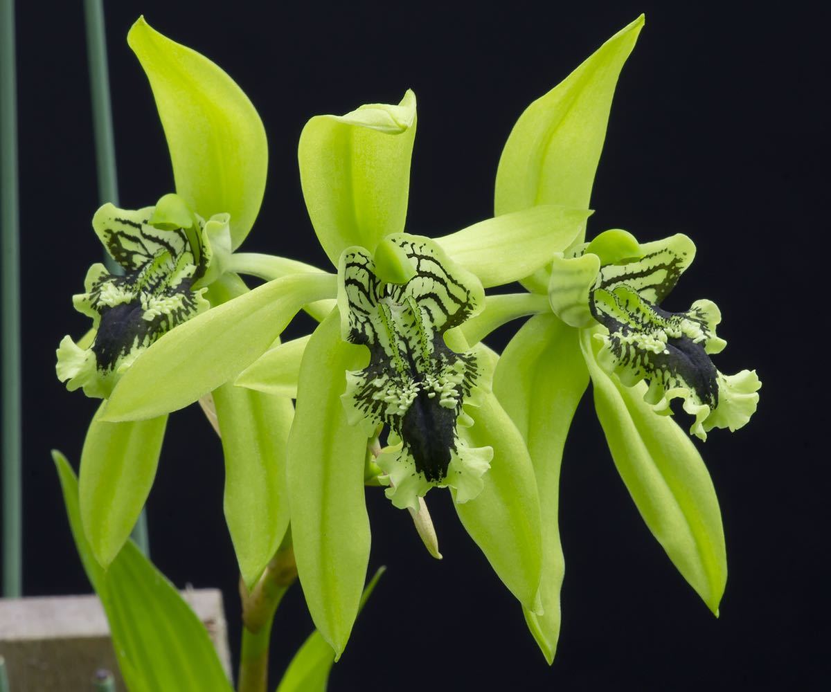 洋蘭 原種 Coelogyne pandurata セロジネ パンデュラータ 花終わり株