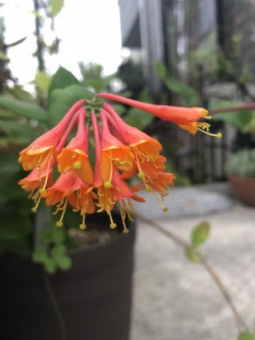 耐寒性抜群のつる性の花 ハニーサックル ドロップモアスカーレット ロニセラ ポット 1苗 送料 240円程度 花 売買されたオークション情報 Yahooの商品情報をアーカイブ公開 オークファン Aucfan Com