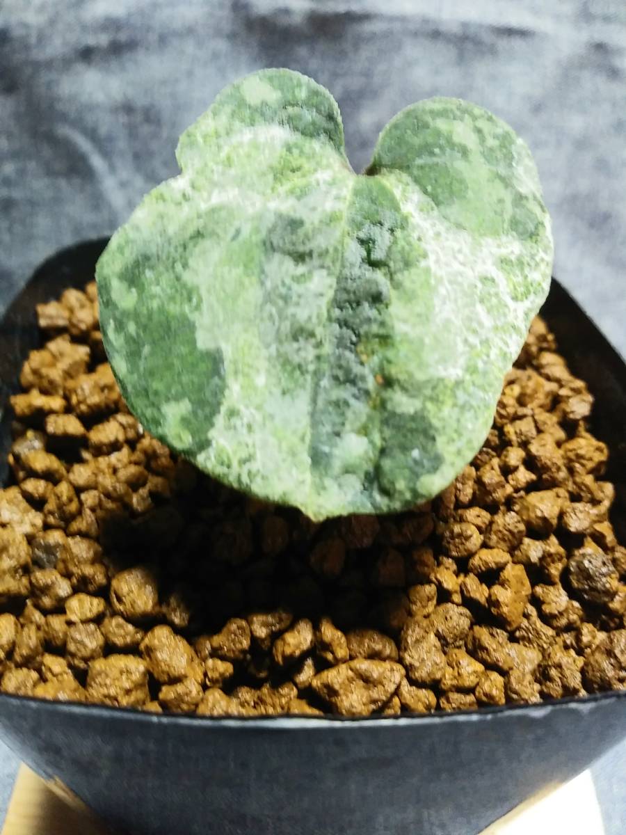 斑入り 山野草 カンアオイ オトメカンアオイ裾野(すその) 山野草